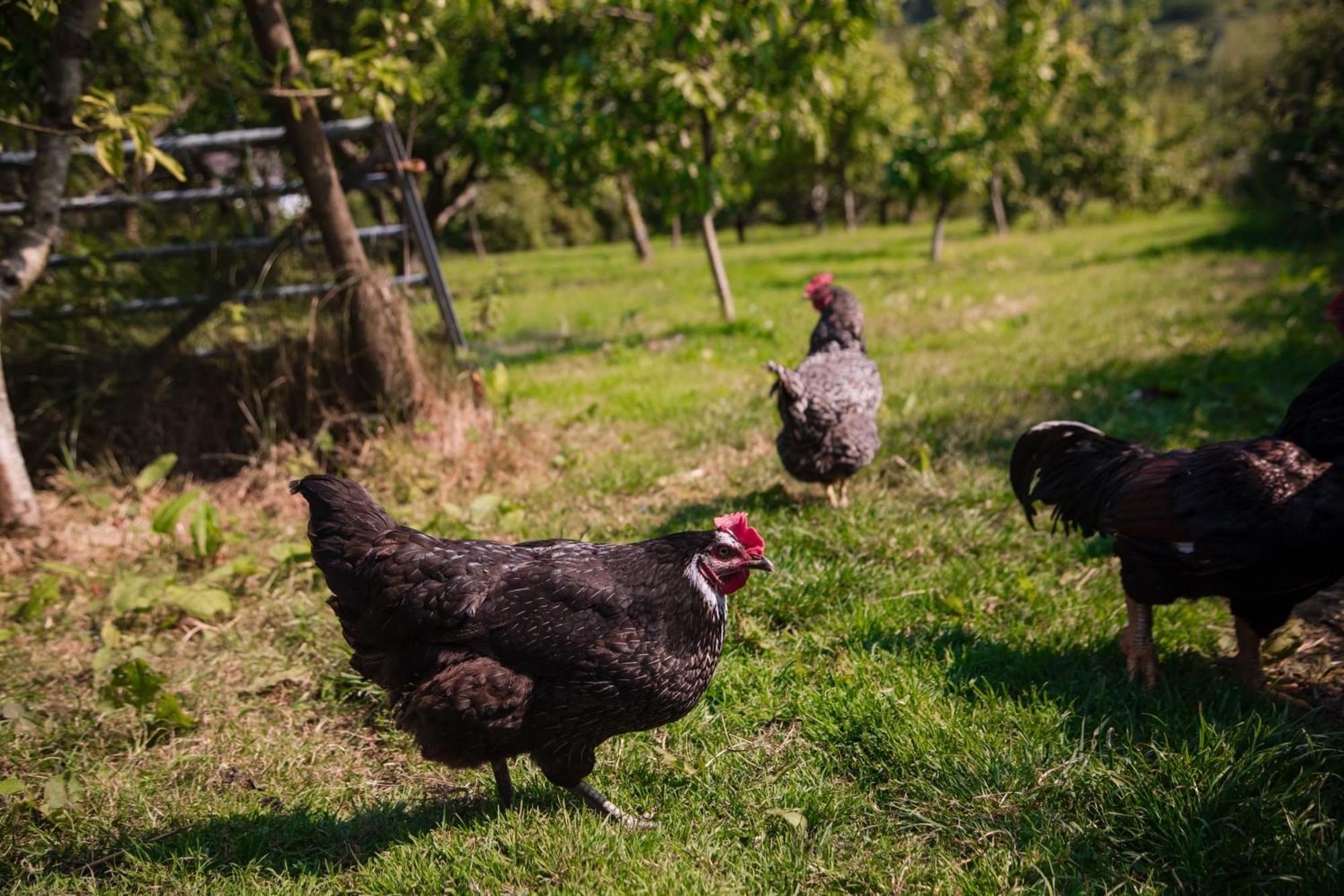Trigonos - Quiet, Peaceful, Vegetarian B&B And Retreat Centre Nantlle Buitenkant foto