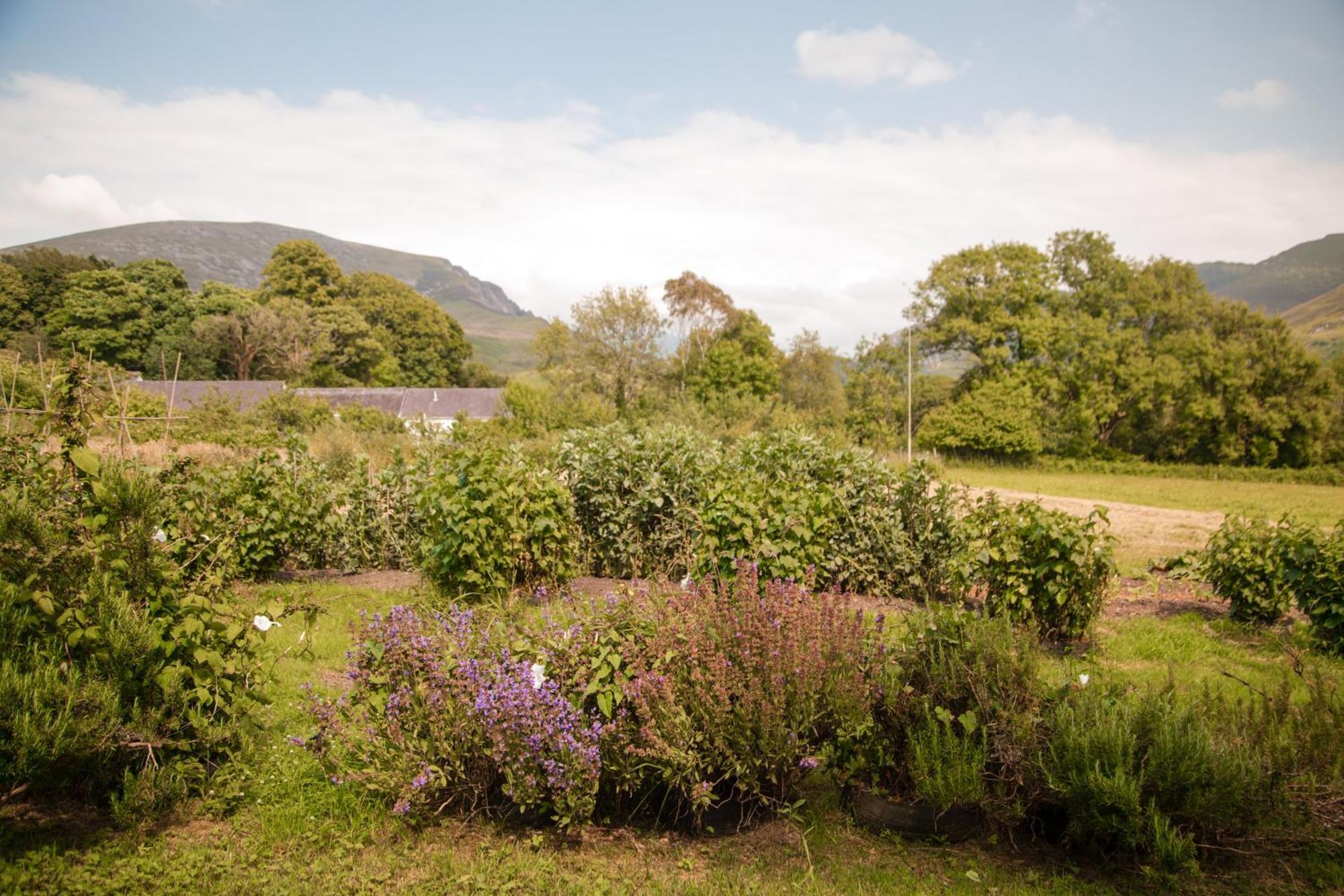 Trigonos - Quiet, Peaceful, Vegetarian B&B And Retreat Centre Nantlle Buitenkant foto