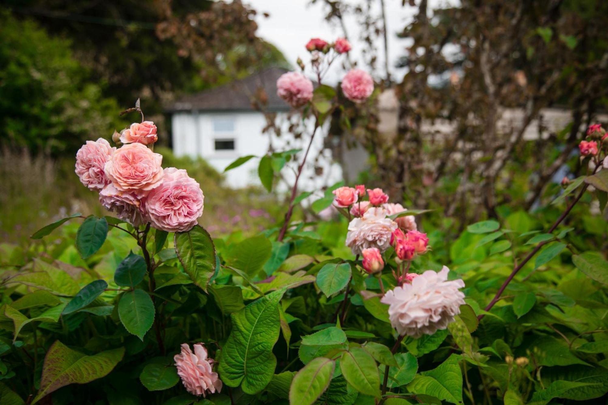 Trigonos - Quiet, Peaceful, Vegetarian B&B And Retreat Centre Nantlle Buitenkant foto