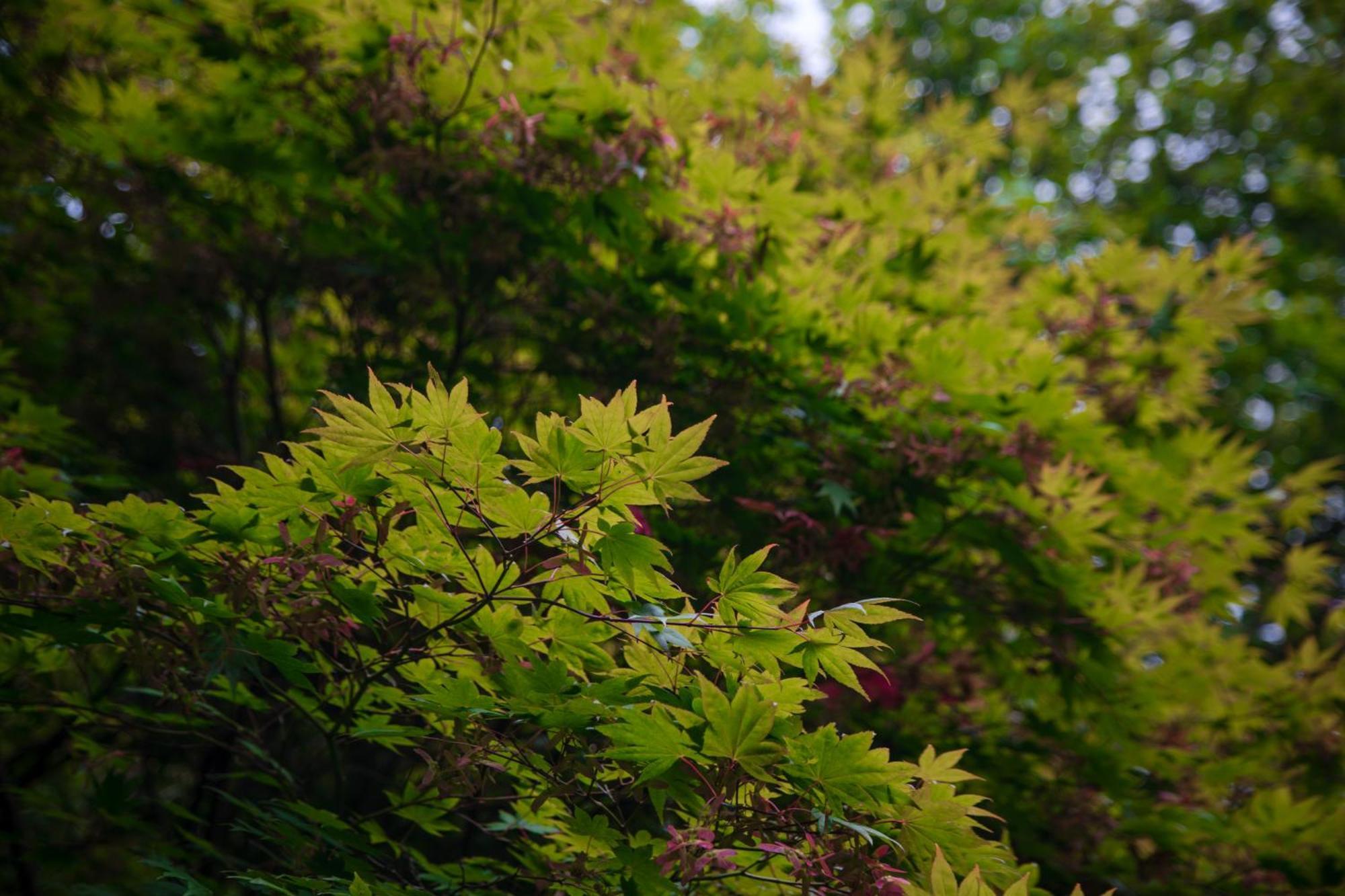 Trigonos - Quiet, Peaceful, Vegetarian B&B And Retreat Centre Nantlle Buitenkant foto